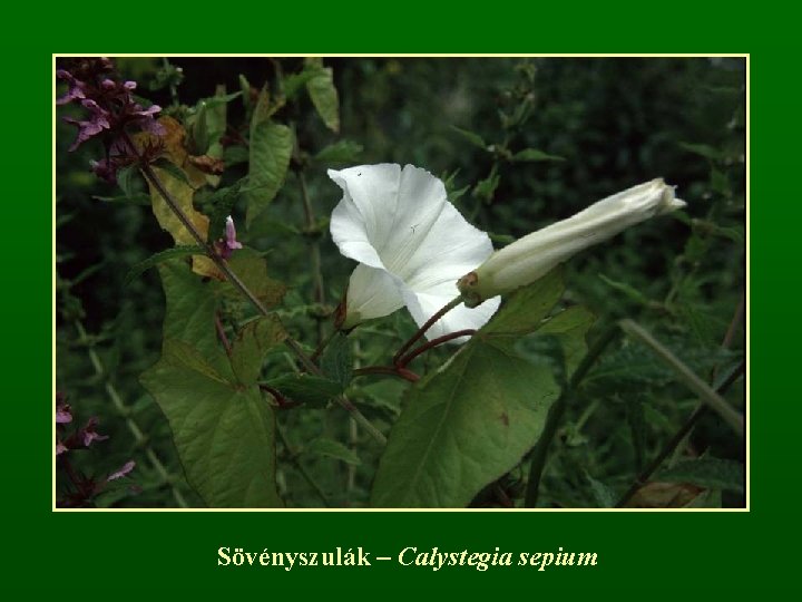 Sövényszulák – Calystegia sepium 