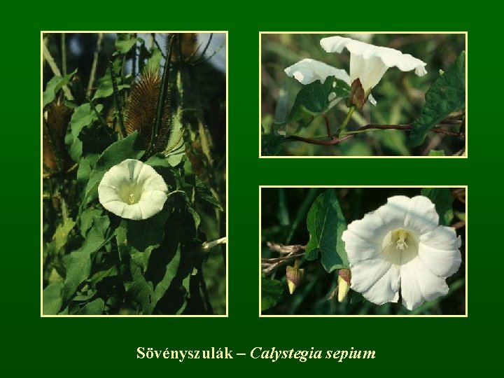 Sövényszulák – Calystegia sepium 