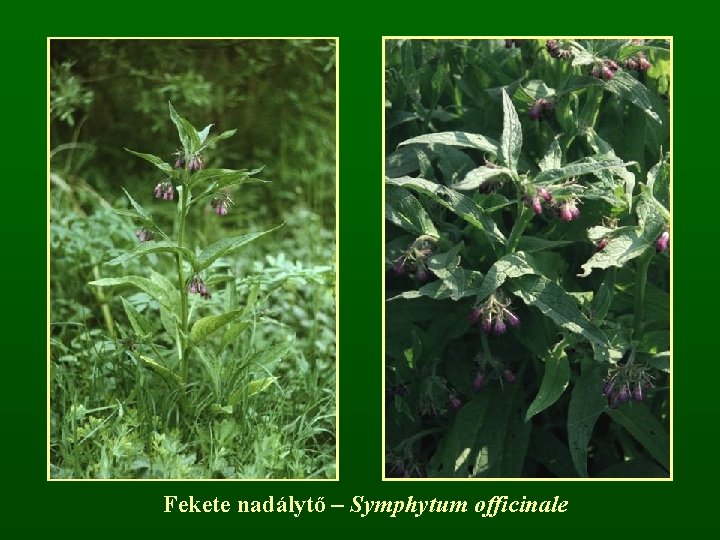 Fekete nadálytő – Symphytum officinale 