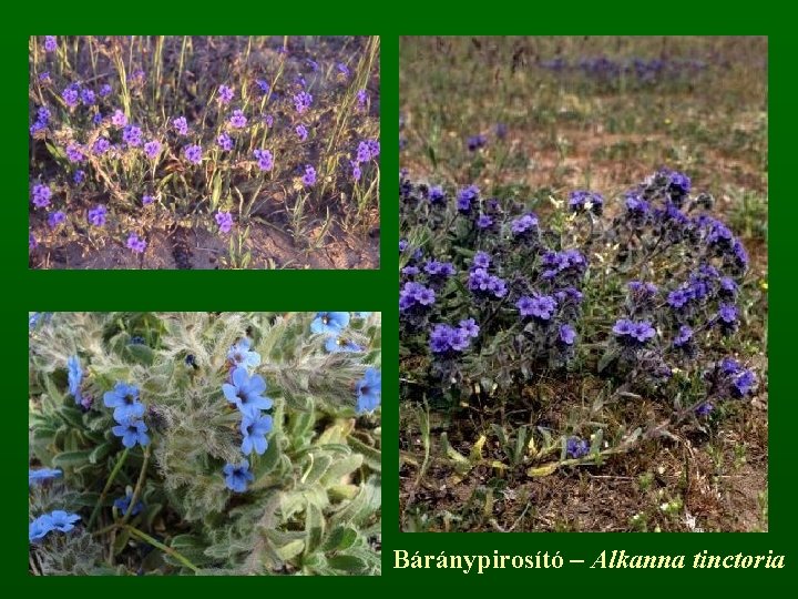 Báránypirosító – Alkanna tinctoria 