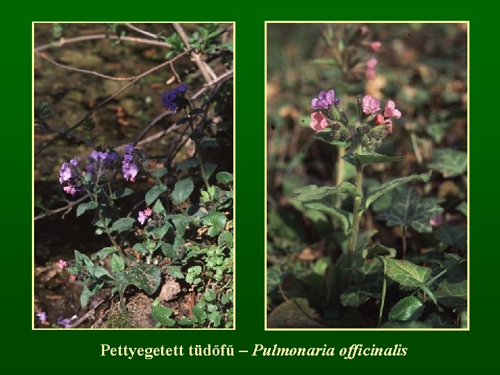 Pettyegetett tüdőfű – Pulmonaria officinalis 