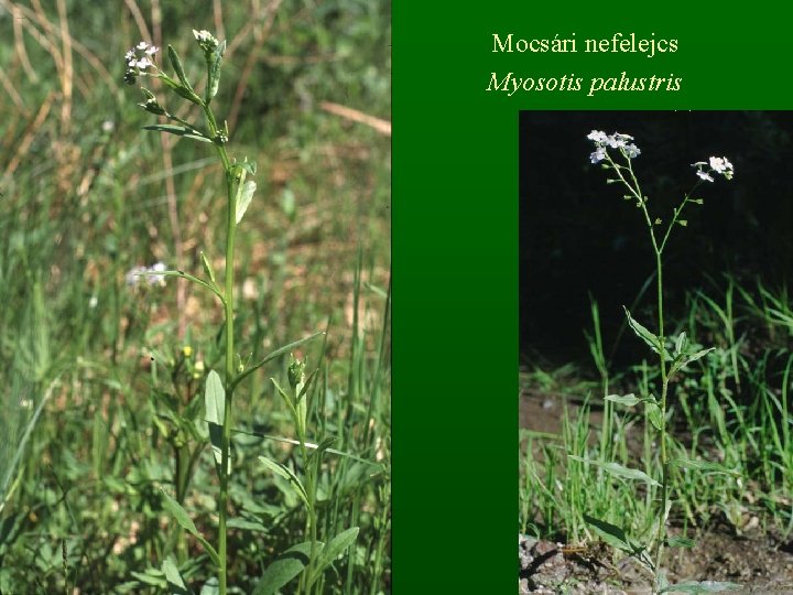 Mocsári nefelejcs Myosotis palustris 