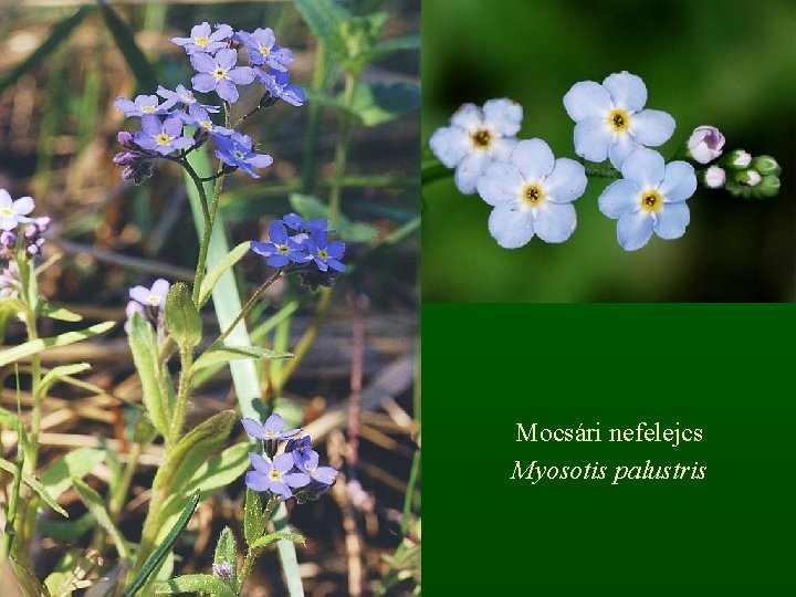 Mocsári nefelejcs Myosotis palustris 
