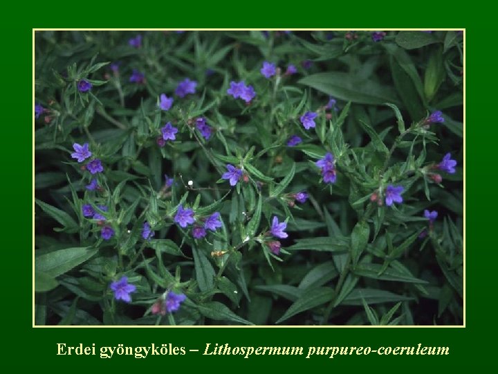 Erdei gyöngyköles – Lithospermum purpureo-coeruleum 