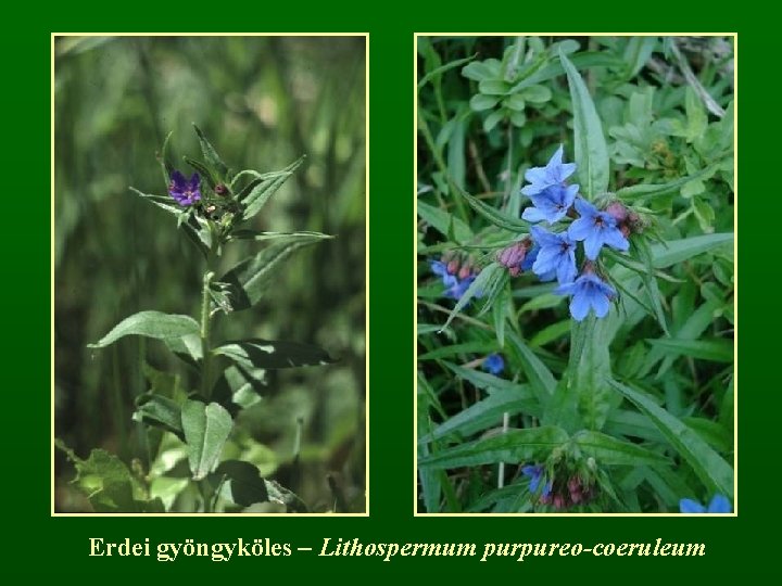 Erdei gyöngyköles – Lithospermum purpureo-coeruleum 