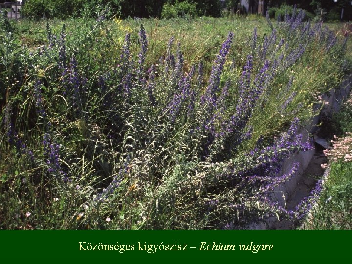 Közönséges kígyószisz – Echium vulgare 