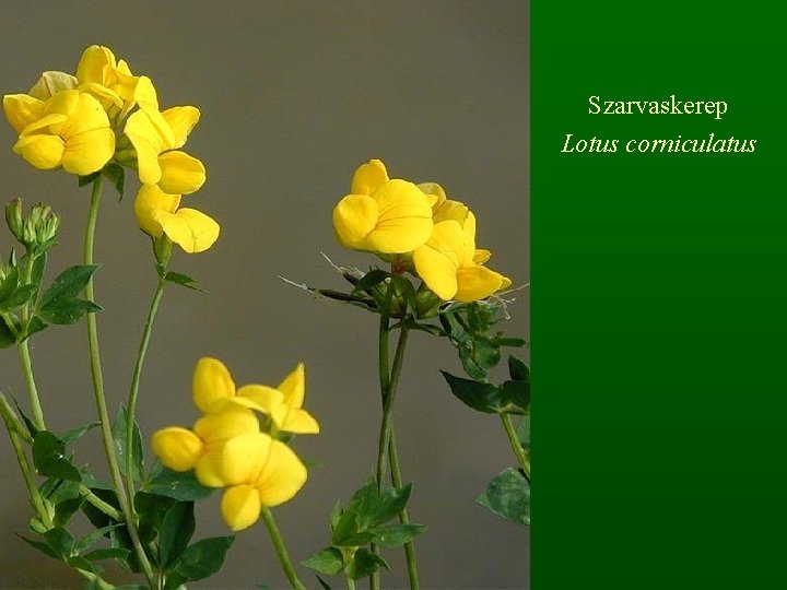 Szarvaskerep Lotus corniculatus 