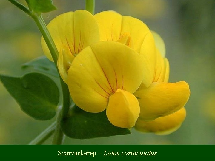 Szarvaskerep – Lotus corniculatus 