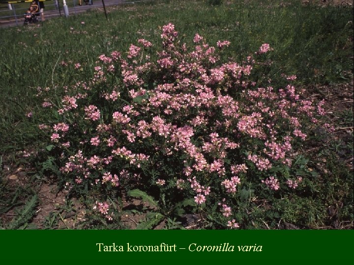 Tarka koronafürt – Coronilla varia 