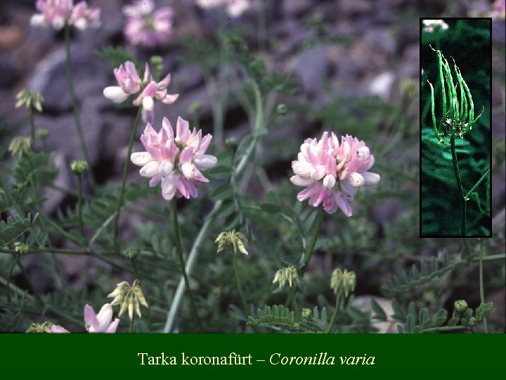 Tarka koronafürt – Coronilla varia 
