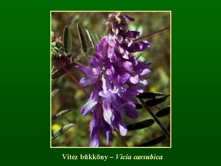 Vitéz bükköny – Vicia cassubica 