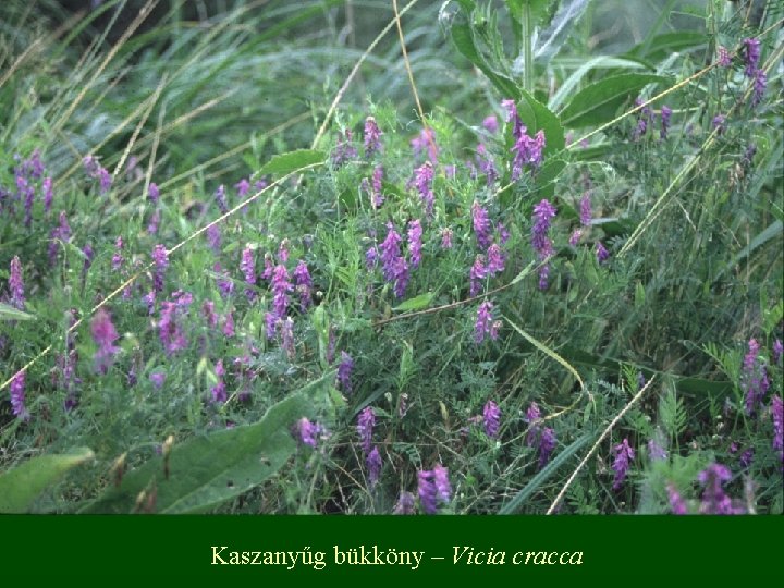 Kaszanyűg bükköny – Vicia cracca 