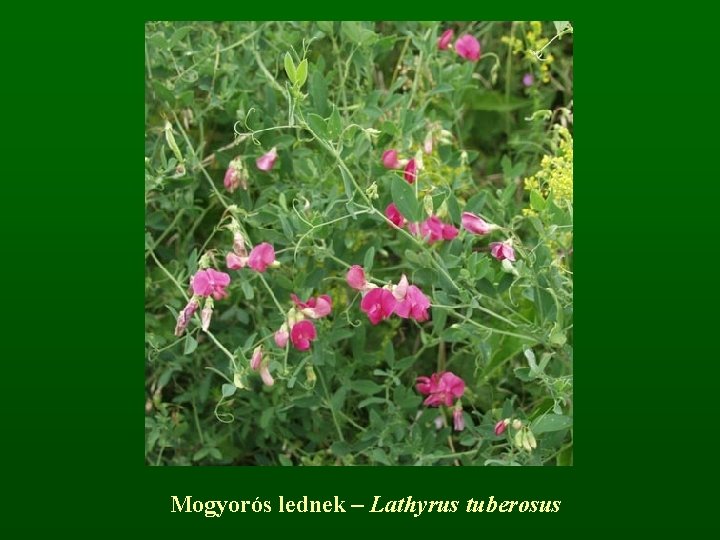 Mogyorós lednek – Lathyrus tuberosus 