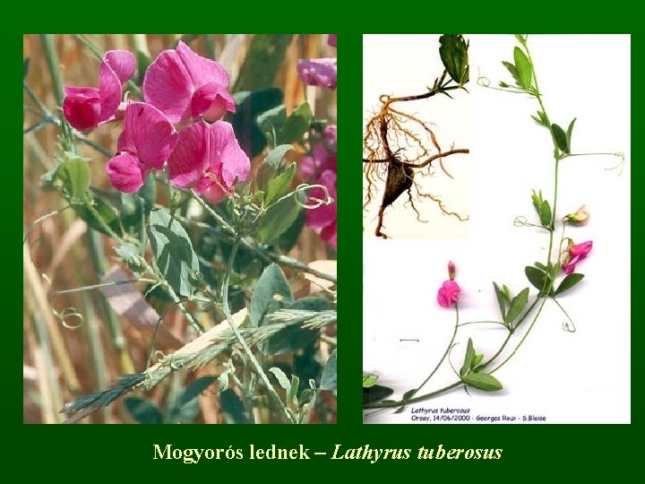 Mogyorós lednek – Lathyrus tuberosus 