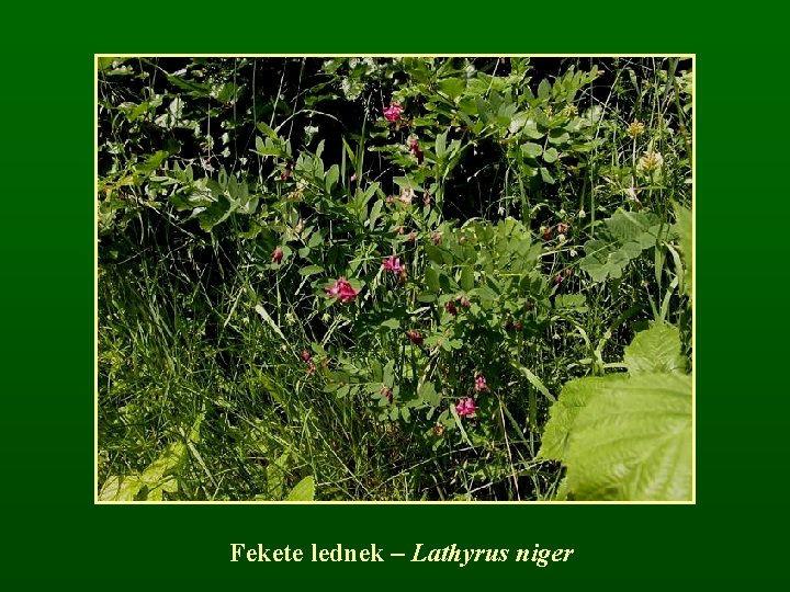Fekete lednek – Lathyrus niger 
