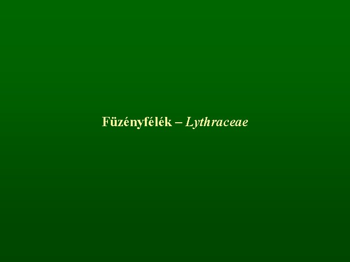 Füzényfélék – Lythraceae 