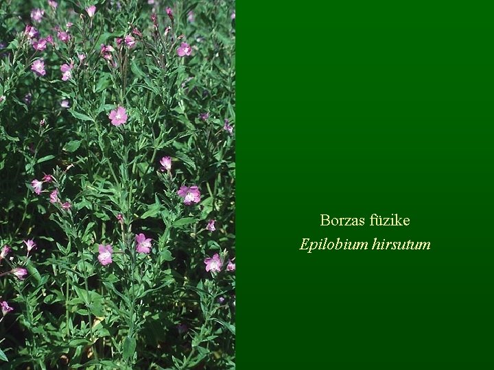 Borzas füzike Epilobium hirsutum 