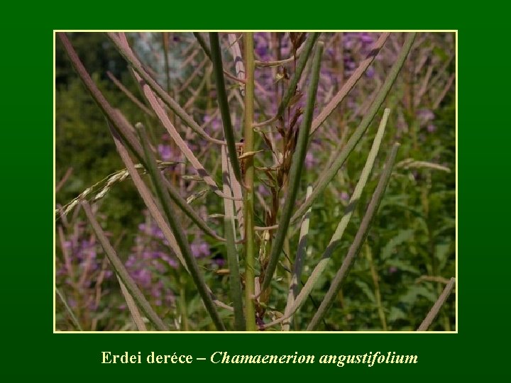 Erdei deréce – Chamaenerion angustifolium 