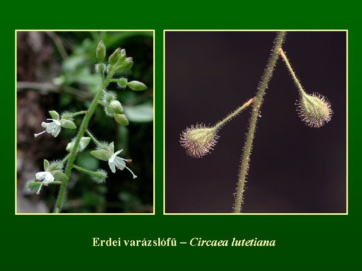 Erdei varázslófű – Circaea lutetiana 