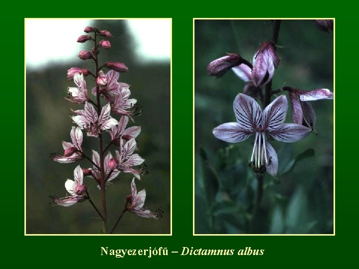 Nagyezerjófű – Dictamnus albus 