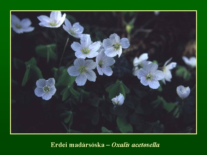 Erdei madársóska – Oxalis acetosella 