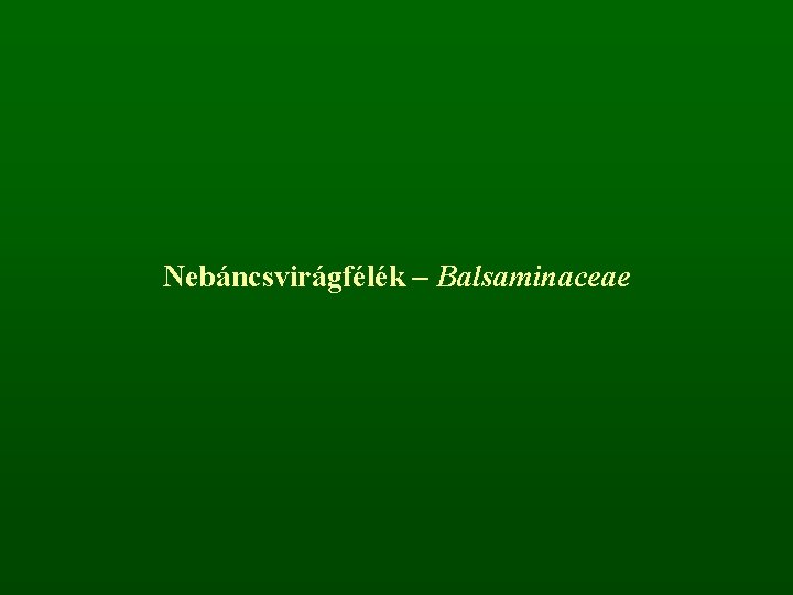 Nebáncsvirágfélék – Balsaminaceae 