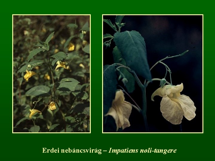 Erdei nebáncsvirág – Impatiens noli-tangere 