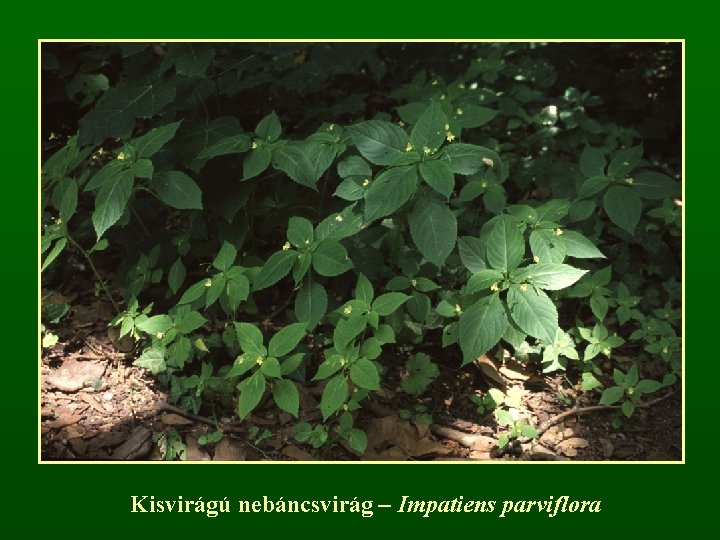 Kisvirágú nebáncsvirág – Impatiens parviflora 