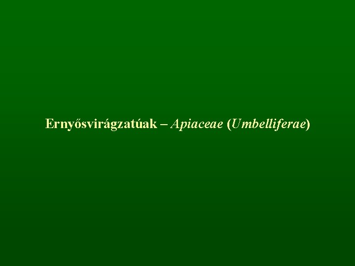 Ernyősvirágzatúak – Apiaceae (Umbelliferae) 
