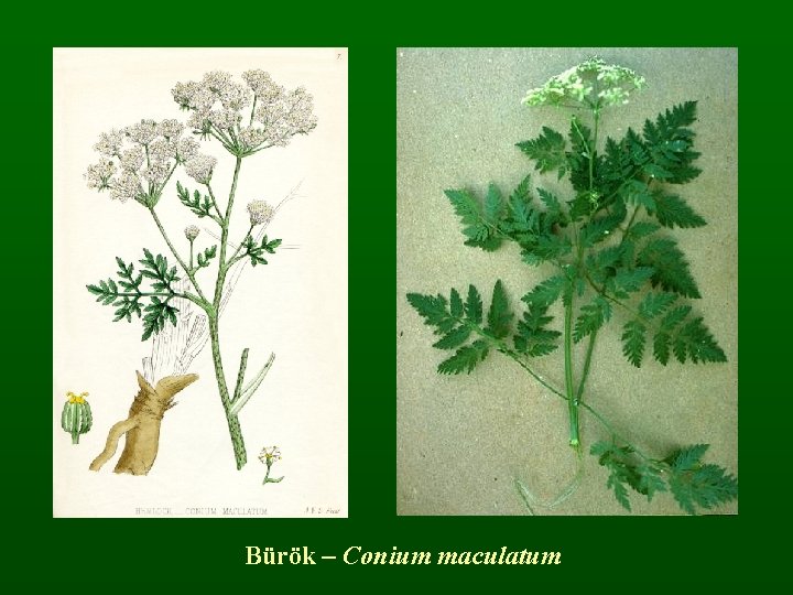 Bürök – Conium maculatum 