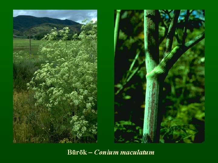 Bürök – Conium maculatum 