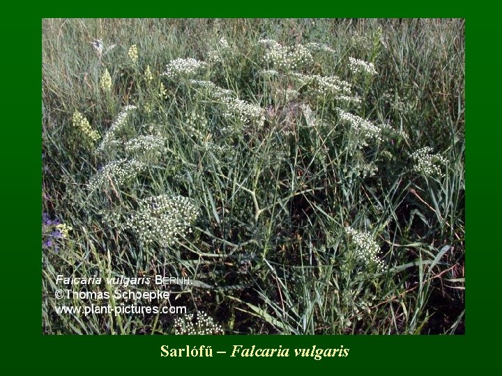 Sarlófű – Falcaria vulgaris 