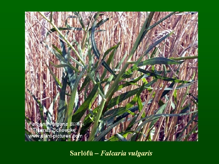 Sarlófű – Falcaria vulgaris 