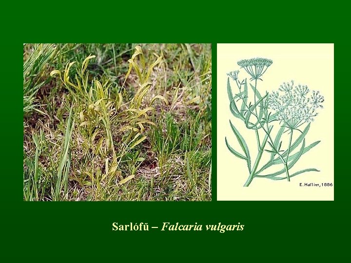 Sarlófű – Falcaria vulgaris 