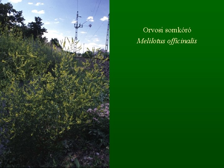 Orvosi somkóró Melilotus officinalis 