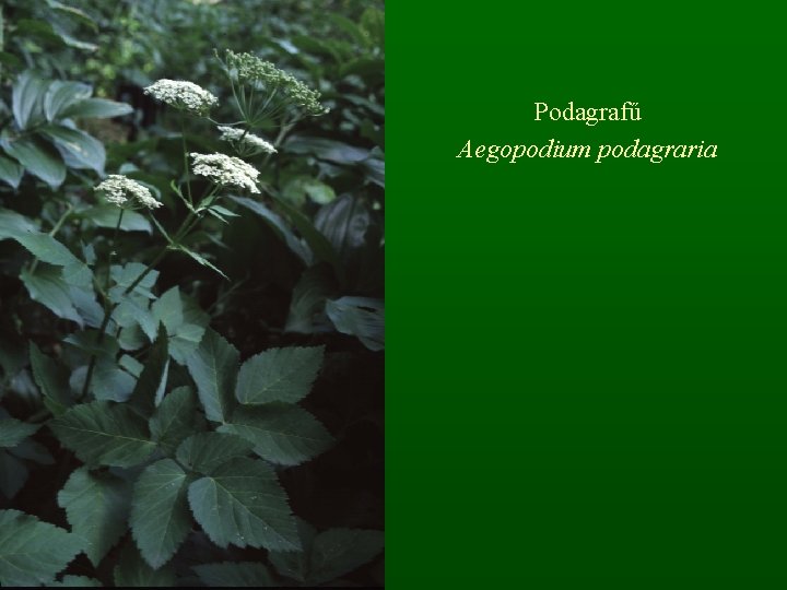 Podagrafű Aegopodium podagraria 