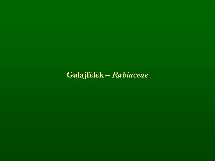 Galajfélék – Rubiaceae 