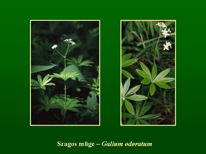 Szagos müge – Galium odoratum 
