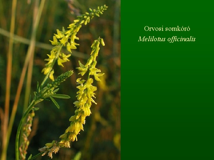 Orvosi somkóró Melilotus officinalis 