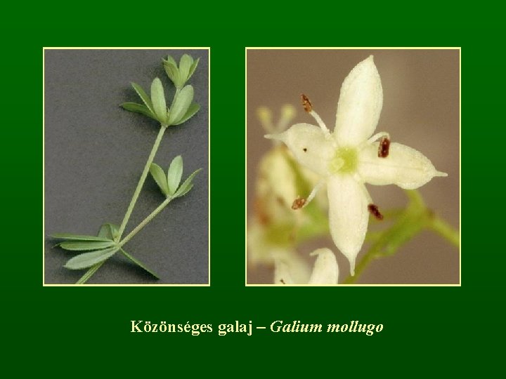 Közönséges galaj – Galium mollugo 