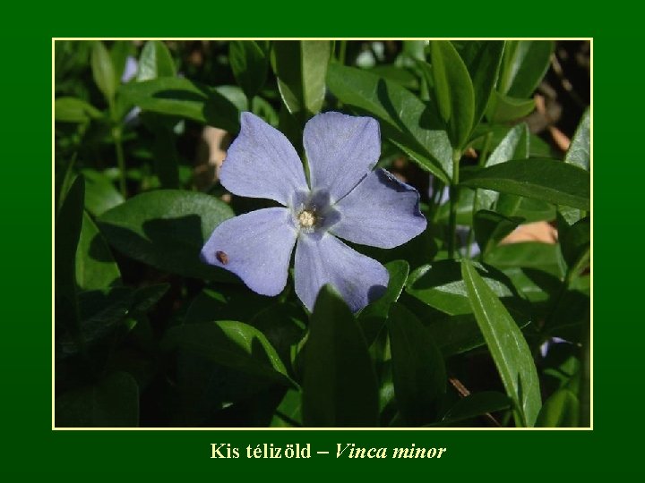 Kis télizöld – Vinca minor 