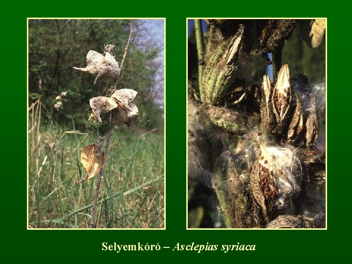 Selyemkóró – Asclepias syriaca 