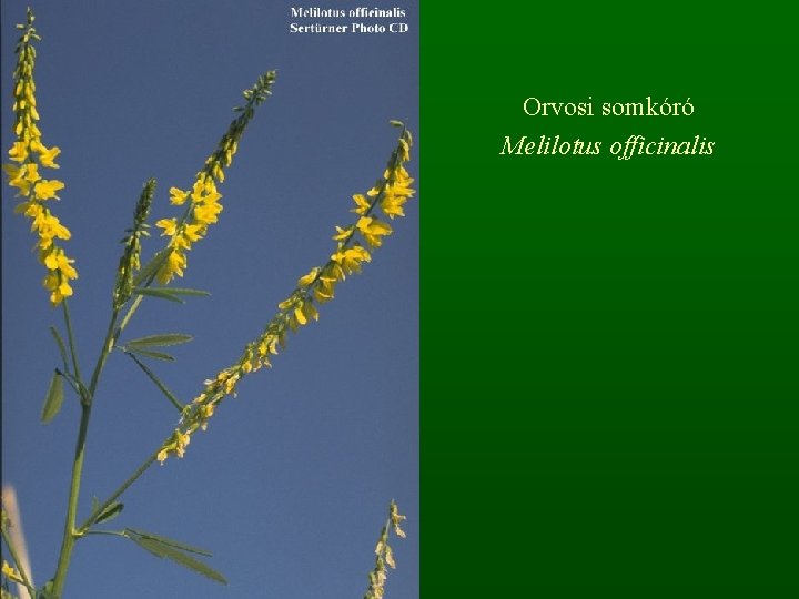 Orvosi somkóró Melilotus officinalis 