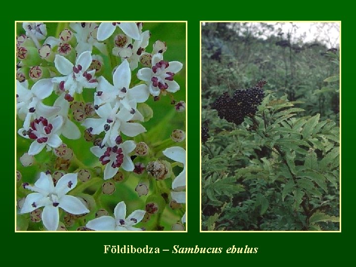 Földibodza – Sambucus ebulus 