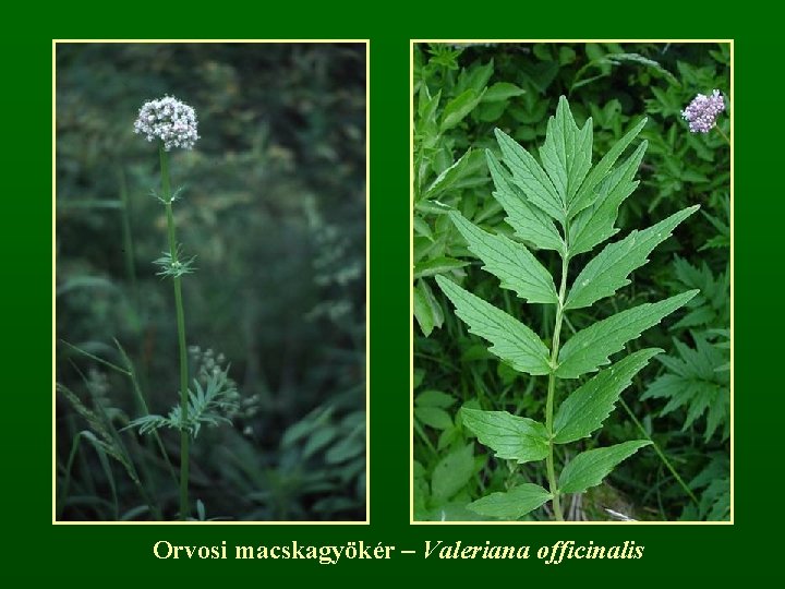 Orvosi macskagyökér – Valeriana officinalis 