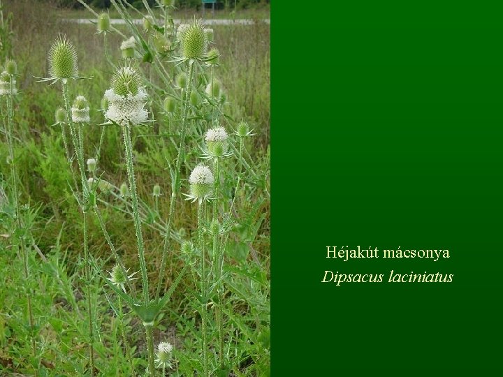 Héjakút mácsonya Dipsacus laciniatus 