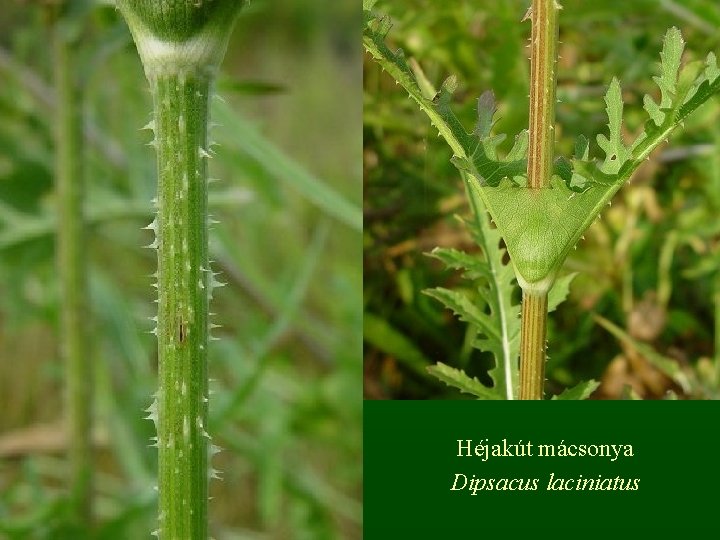 Héjakút mácsonya Dipsacus laciniatus 