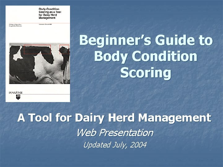 Beginner’s Guide to Body Condition Scoring A Tool for Dairy Herd Management Web Presentation