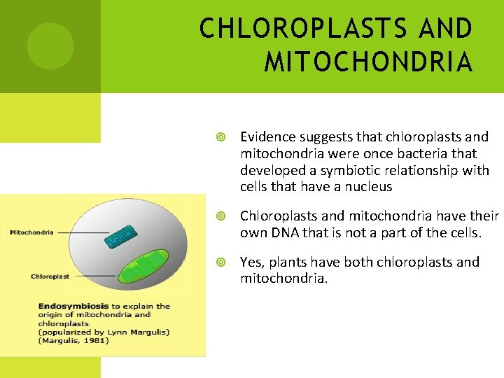 CHLOROPLASTS AND MITOCHONDRIA Evidence suggests that chloroplasts and mitochondria were once bacteria that developed