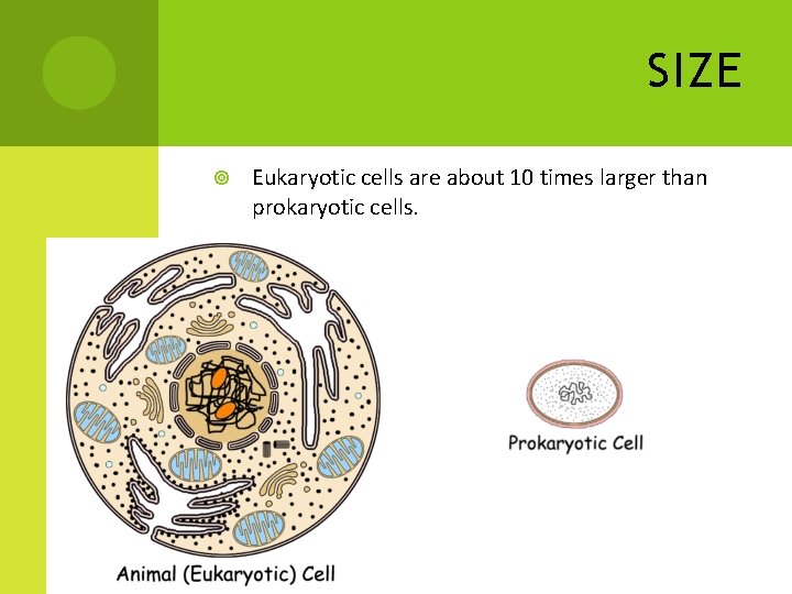 SIZE Eukaryotic cells are about 10 times larger than prokaryotic cells. 